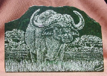 Large Frowning Cape Buffalo