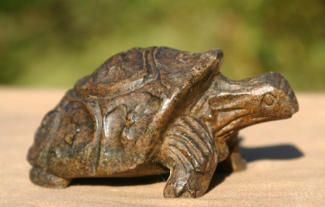 Cute Tortoise by Sam Mrewa