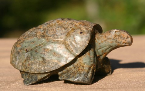 Pretty Tortoise